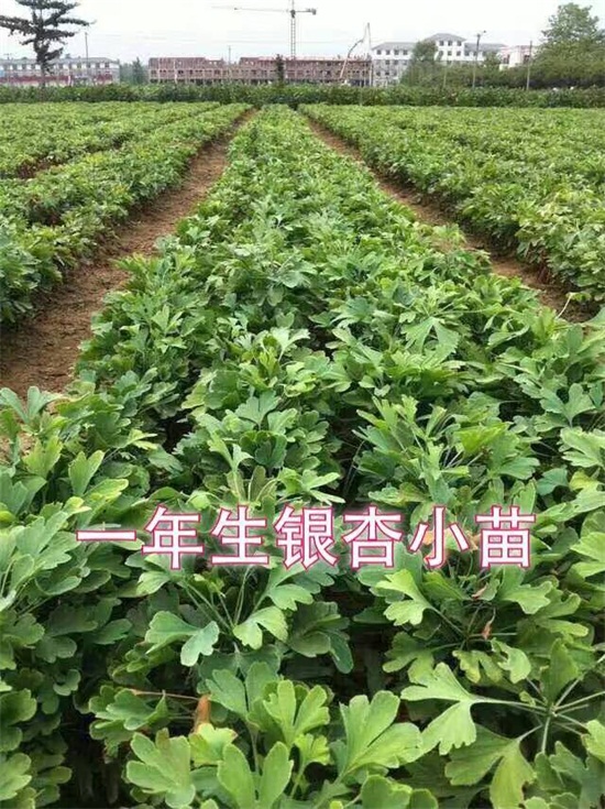 1-3公分銀杏樹苗